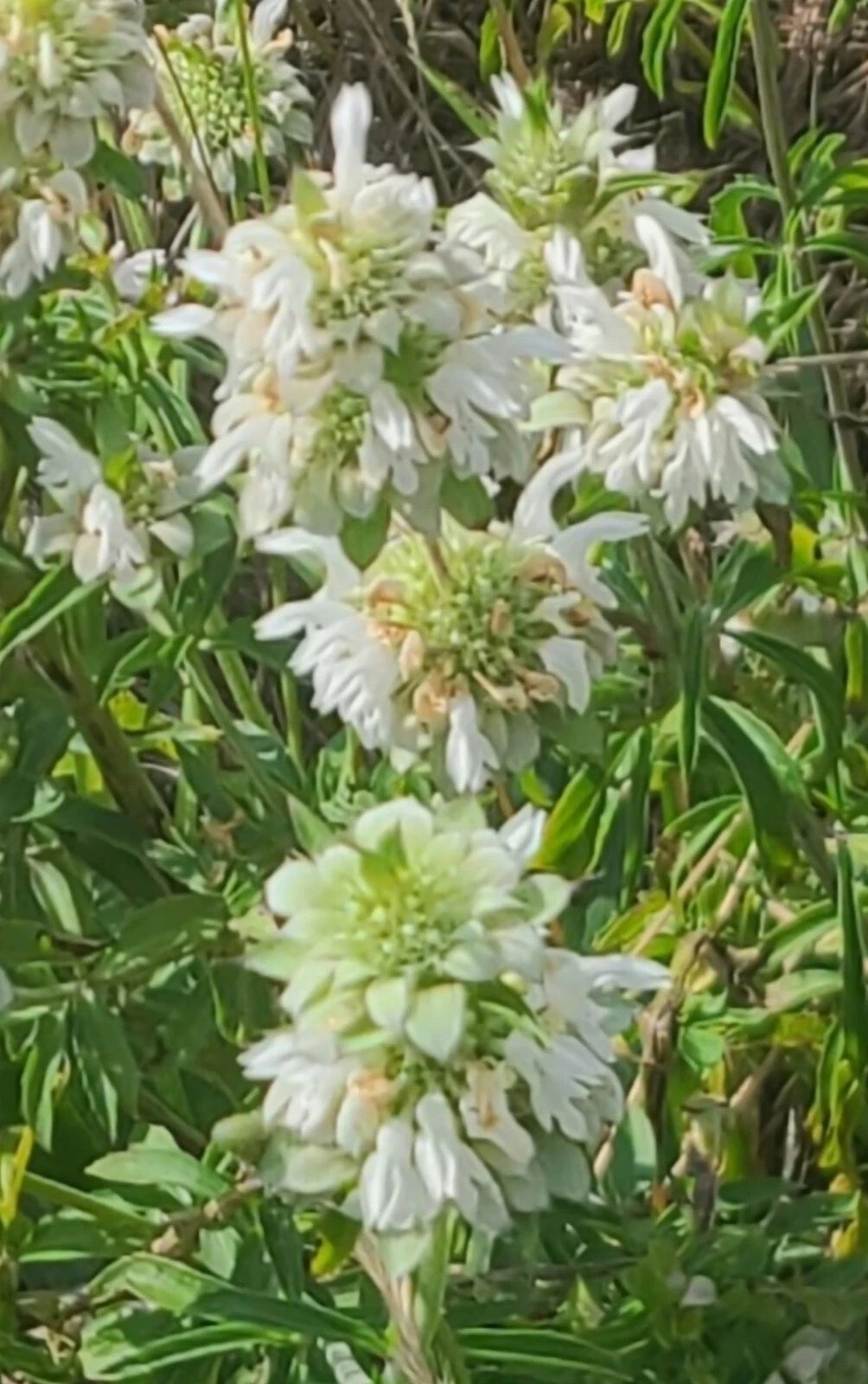 Lemon Beebalm Seeds - 100++ Organic Lemon Mint/Horsemint/Bergamot - Monarda citriodora Medicinal Herb
