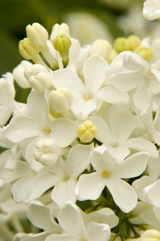 25 Angel White Lilac Seeds - Fragrant Hardy Perennial Flower - Syringa vulgaris - US Seller
