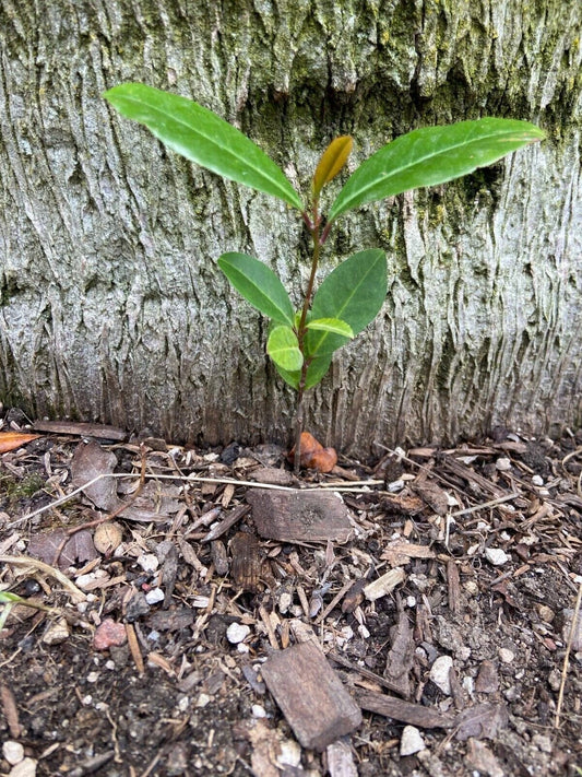 Carolina Cherry Laurel Seedlings - Fast Growing Hedge Trees - Prunus caroliniana - 3 Pack