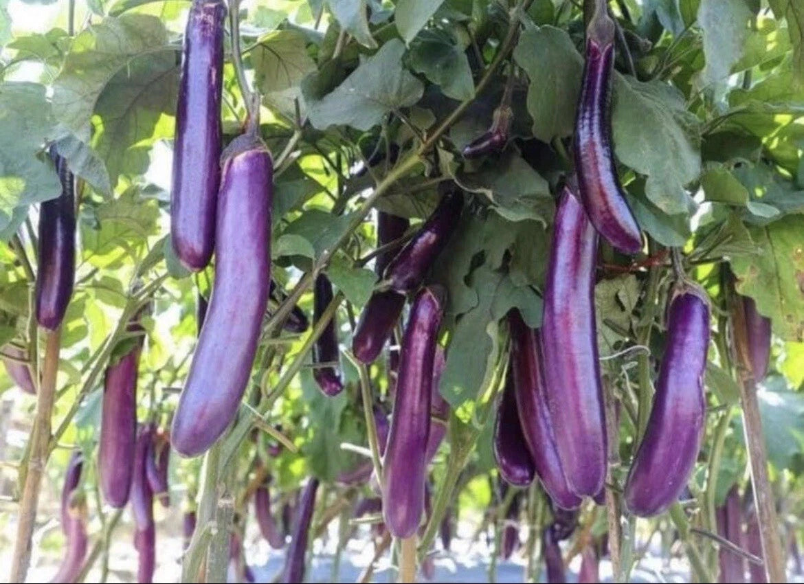 Asian Eggplant Seeds 30+ Pack Long Purple Aubergine Non-GMO Heirloom Seeds (Solanum melongena)