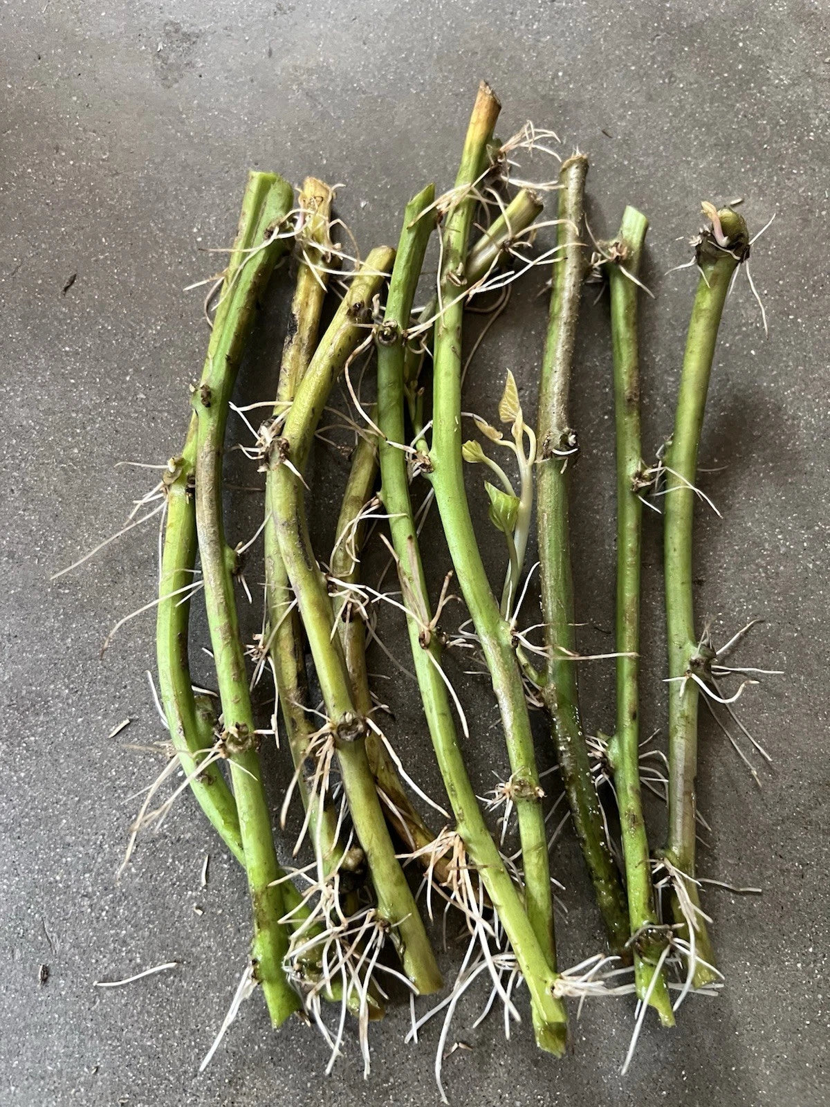 Rooted Sweet Potato Vine Cuttings - 10 Pack - Ipomoea batatas