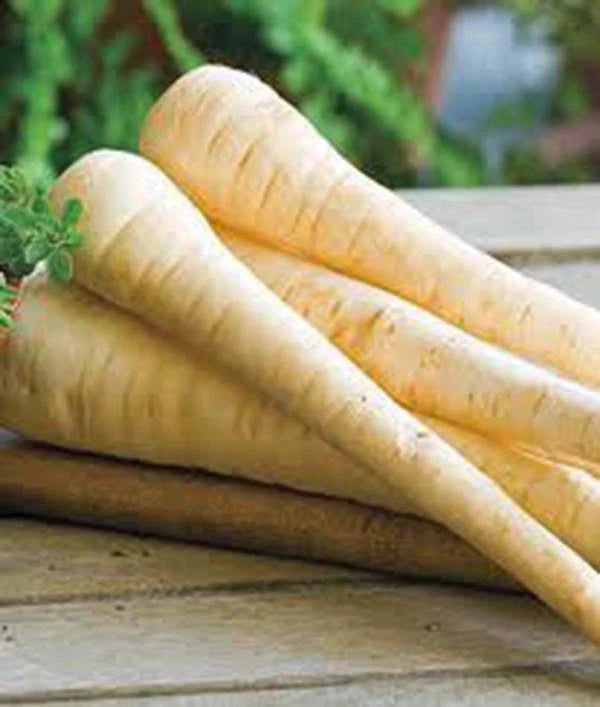 PARSNIP SEEDS, 100 COUNT, HARRIS MODEL HEIRLOOM, NON-GMO, Pastinaca sativa