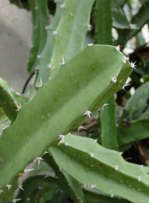 Acanthocereus Tetragonus Cutting, 6+ Inches, White Triangle Cactus, Pitaya Plant Cutting