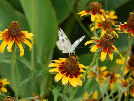 1000+ Clasping Coneflower Seeds, Yellow Native Wildflower for Pollinators & Cut Flowers, Echinacea angustifolia
