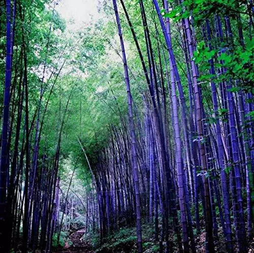 Rare Purple Bamboo Seeds, 50pcs Pack, Lucky Bamboo, Phyllostachys nigra var. henon