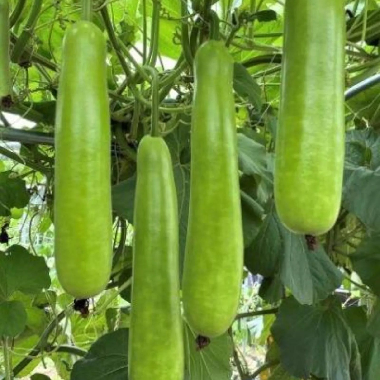 35pcs Long Bottle Gourd Seeds - Non-GMO Calabash Gourd Seeds for Planting - Cucurbita maxa