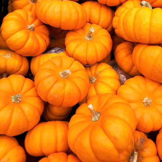 Jack Be Little Pumpkin Seeds | Mini Orange Untreated Halloween Baby Seeds | Cucurbita pepo