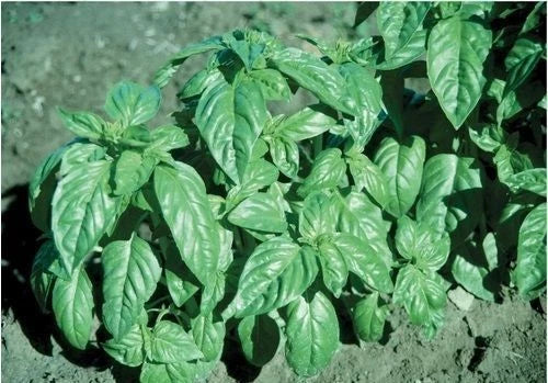 Basil Seeds - 16,000 Large Leaf Italian Heirloom Non-GMO - Fresh Culinary Herb for Gardening - Ocimum basilicum