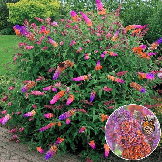 Bicolor Butterfly Bush Live Plant 6+ Inches Buddleia x weyeriana 'Bicolor' Fragrant Yellow Lavender Blooms