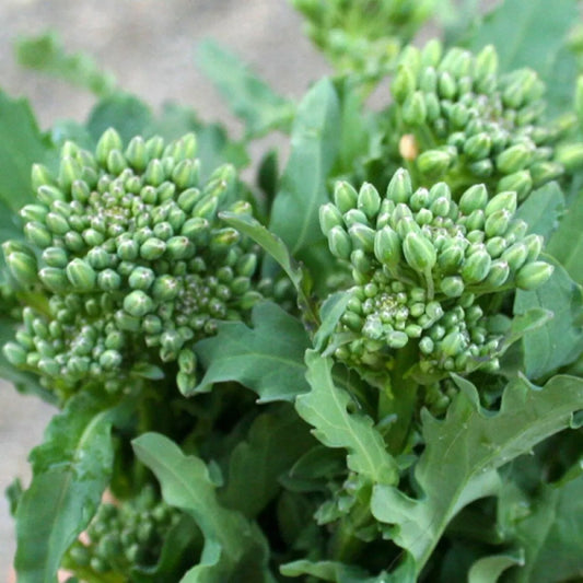 Broccoli Raab Seeds 300+ Non-GMO Heirloom Spring Rapini Vegetable - Brassica rapa subsp. rapa
