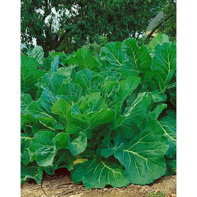 Kale Seeds 1,000 Count Portuguese Couve Tronchuda Non-GMO Heirloom - Free Shipping