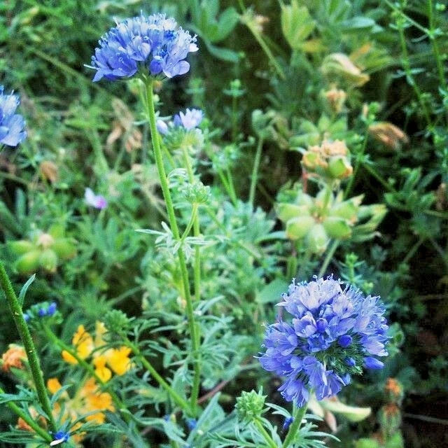 Globe Gilia Thimble Flower Seeds - 401+ Native Southwest Wildflower, Drought Tolerant, Heat Resistant (Gilia capitata)