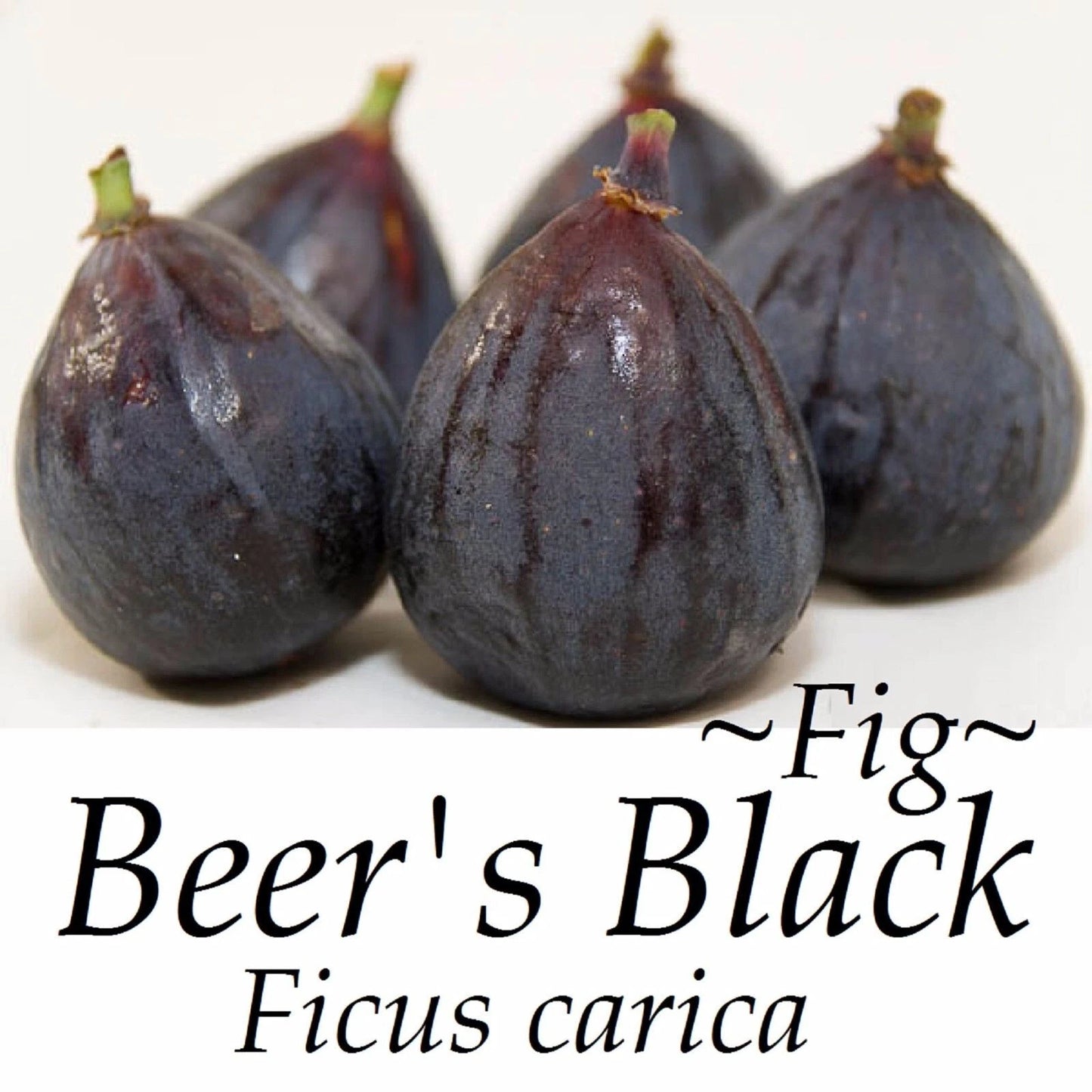 Beer’s Black Fig Live Bare Root Plant 16+ Inches Ficus carica 'Beer’s Black' Self-Fertile Fruit Tree for Home Garden