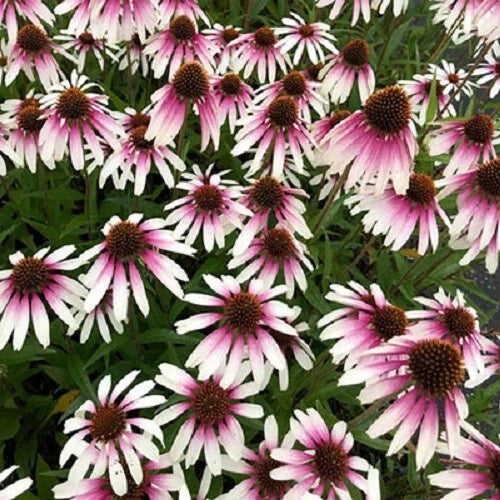 50 Coneflower Seeds - Echinacea Purpurea - Pretty Parasols Perennial Flower Seeds - USA Grown