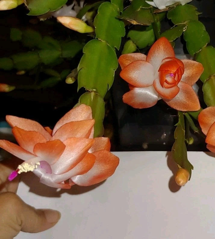 Christmas Cactus Cutting 2 Rooted Peach-Orange "Olivia" Schlumbergera truncate