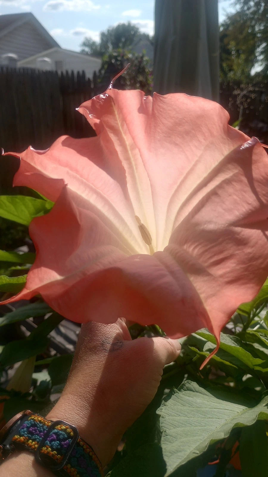 Brugmansia Angel Trumpet Live Plant Node - Pink Variety - No Leaves or Roots Yet - Brugmansia spp.