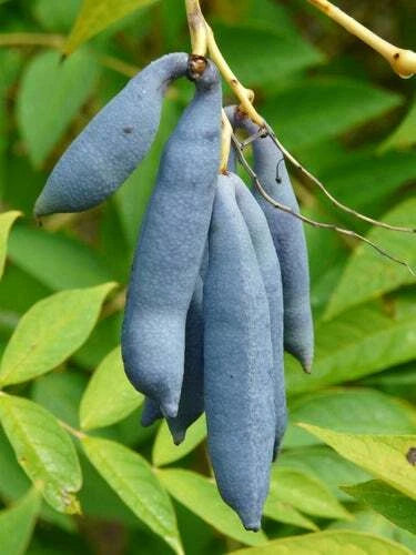 Blue Bean Plant Seeds - 15 Count - Exotic Blue Beans - Blue Sausage Fruit (Vigna unguiculata)