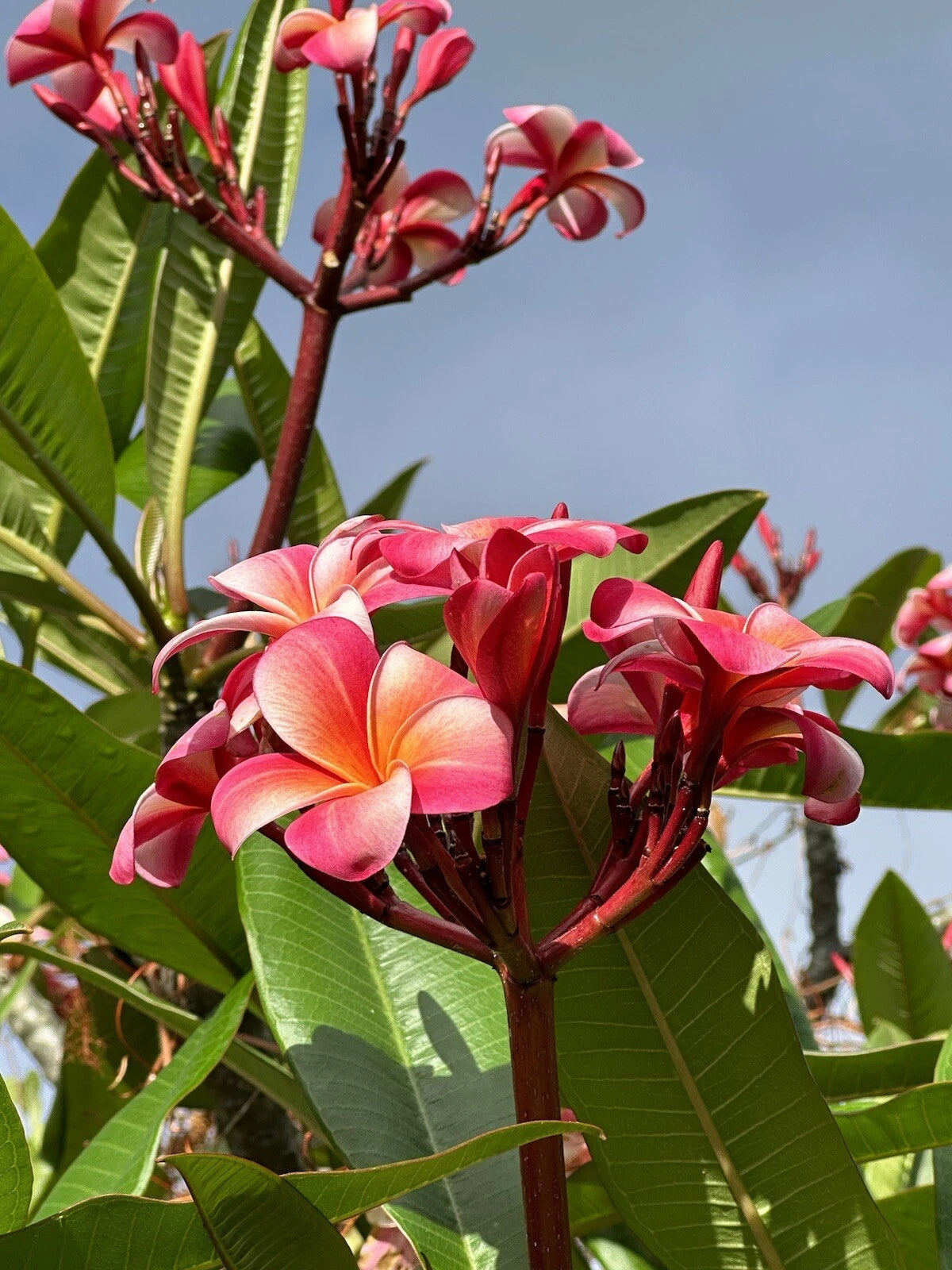 Pink Plumeria Starter Cutting 10 Inch Unrooted - Fresh Single Head Plumeria rubra - Locally Grown Big Island, Kealakekua