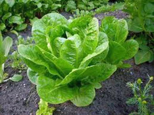 Butterhead Lettuce Seeds, Heirloom Buttercrunch, Non-GMO, 500 Seeds, Ideal for Home Gardening, Lactuca sativa