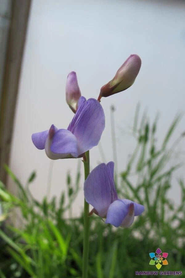 50+ Lathyrus paranensis Annual Sweet Pea Seeds | Garden Variety | USA Grown | Free Shipping