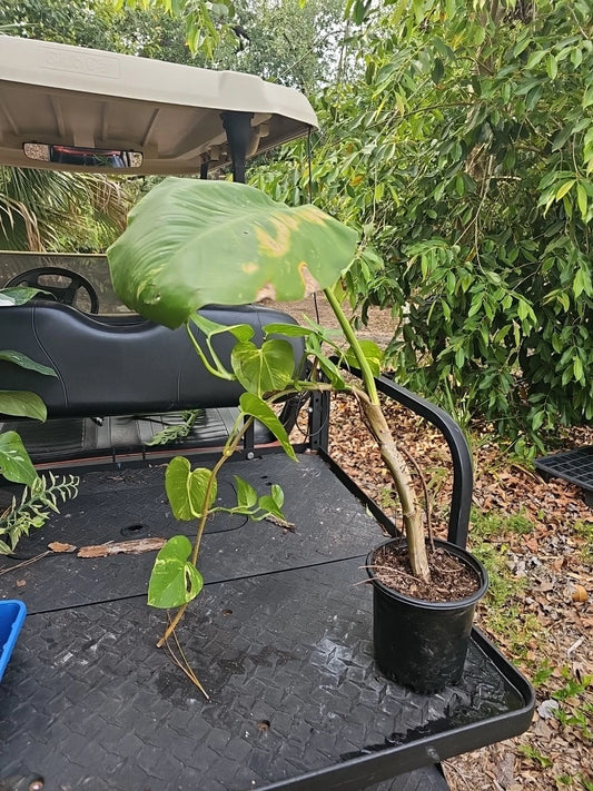 Giant Variegated Golden Pothos Plant - Large Climbing Trunk - Epipremnum aureum - Not Monstera