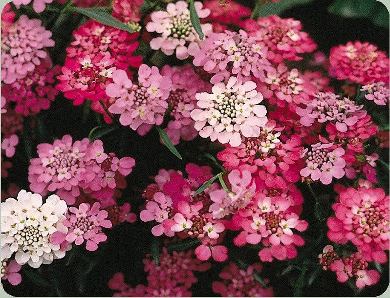 Candytuft Seeds - 325 Perennial White Pink - Iberis umbellata - GroCo USA - Buy 15 Ships Free