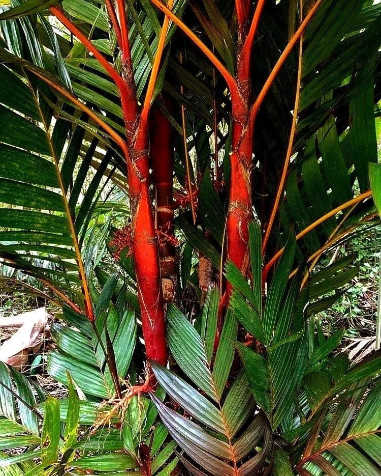 Areca Vestiaria Red Palm 1G - Rare Red Crownshaft Palm, Exotic ‘Sunset’ Variety, Ideal for Tropical Gardens