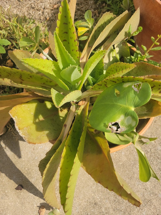 Kalanchoe gastonis-bonnieri Plant | Donkey Ears Rare Succulent | Orejas de Burro | Indoor/Outdoor Houseplant