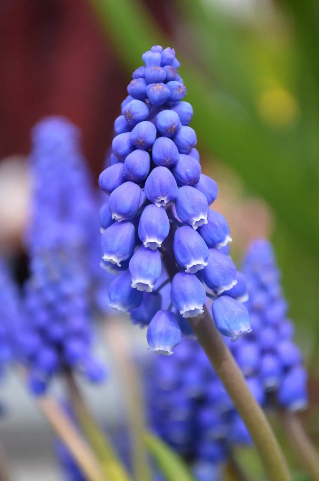 Grape Hyacinth Bulbs 10-Pack Blue Muscari Armeniacum Flower Plant Winter Hardy
