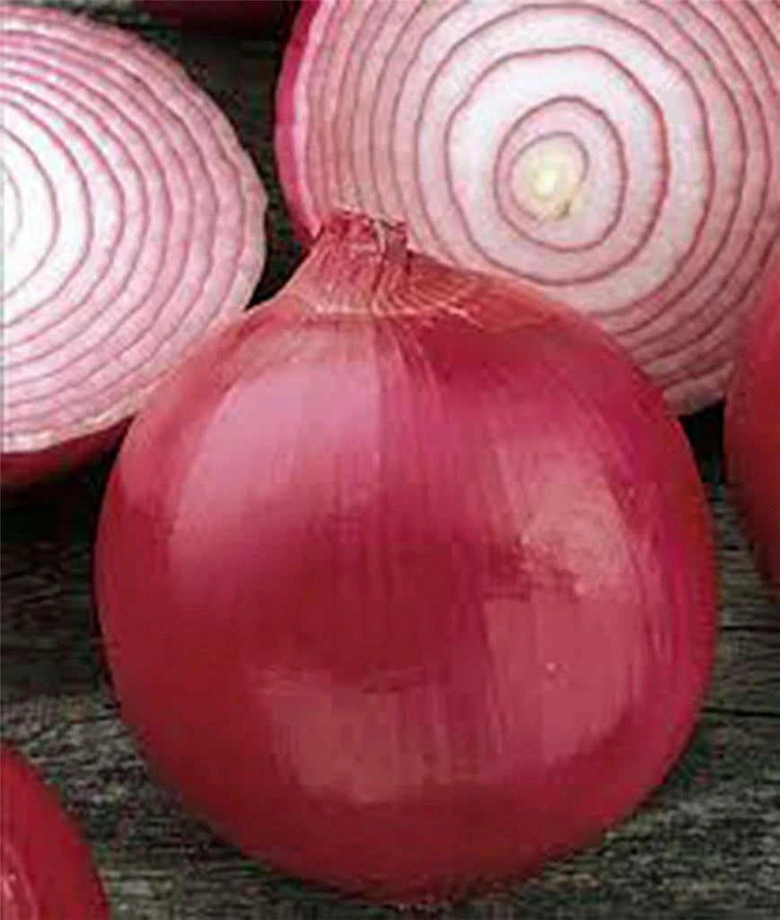Burgundy Red Onion Seeds, Short Day Heirloom, NON-GMO, 25+ Seeds, Allium cepa
