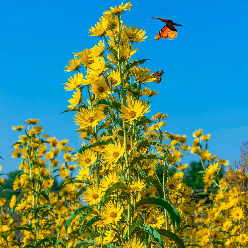 Maximilian Sunflower Seeds | Non-GMO Perennial Flowers for Butterflies & Finches | 100 Seeds (Helianthus maximiliani)