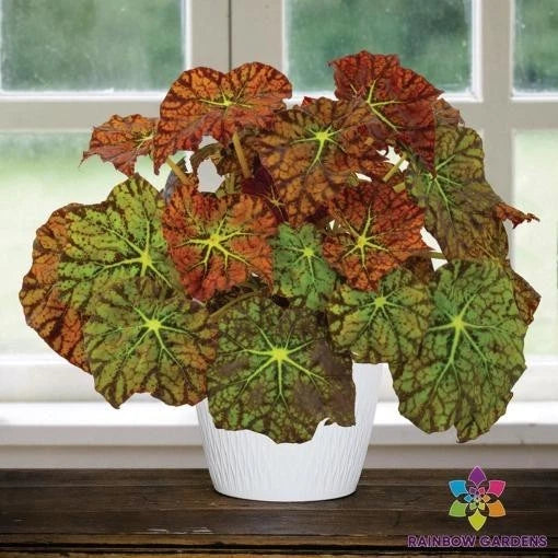 Amelia's Kaleidoscope Begonia Seeds - 25+ Pack - Colorful Variegated Leaves - Ideal for Garden - Begonia 'Amelia'