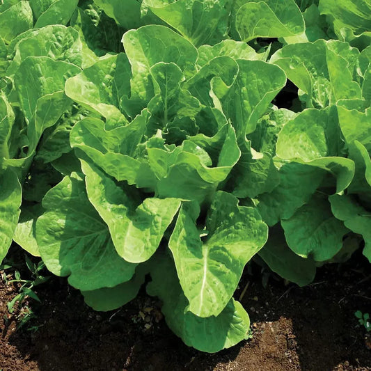 Jericho Romaine Lettuce Seeds, NON-GMO, Heat Tolerant Variety, Lactuca sativa