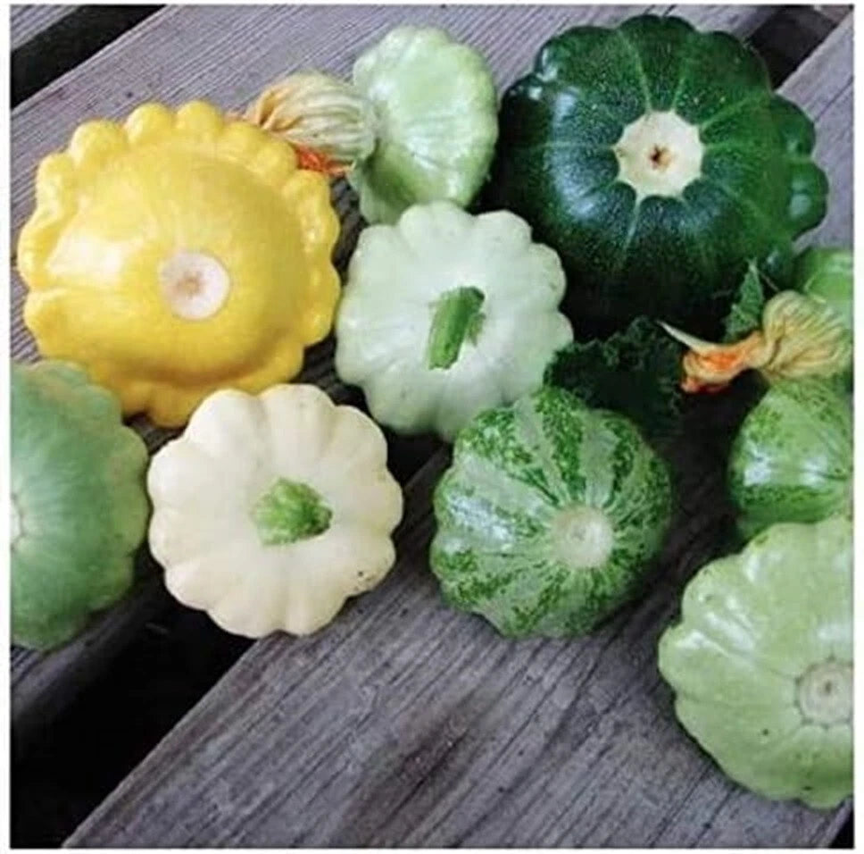 Bush Scallop Summer Squash Seeds - 15+ Mix White/Yellow Heirloom Patty Pan - Cucurbita pepo