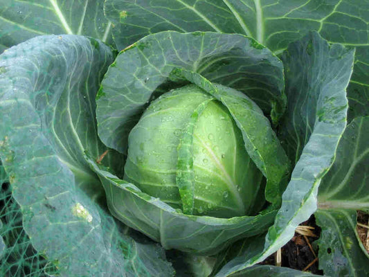 Golden Acre Cabbage Seeds - 200 Count, Heirloom Healthy Green Leaves, Brassica oleracea var. capitata, Bulk