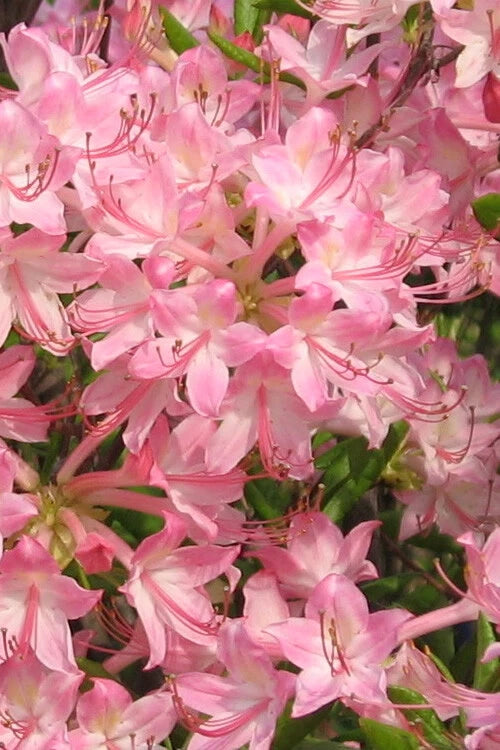 Azalea Starter Plant - Pink Pearl Variety - Beautiful Pink Iridescent - Rhododendron - Deciduous Flowering Bush