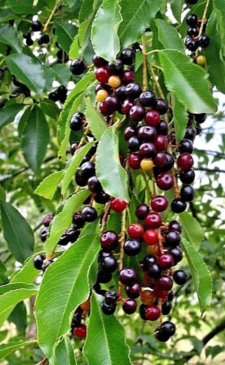 Wild Black Cherry Tree Seedlings 1ft - Prunus Serotina - Edible Fruit - 2 Live Plants
