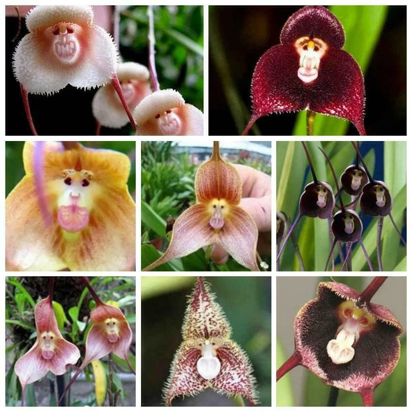 50pcs Monkey Face Orchid Flower Seeds Mix for Bonsai Home Garden - Unique Plant Variety
