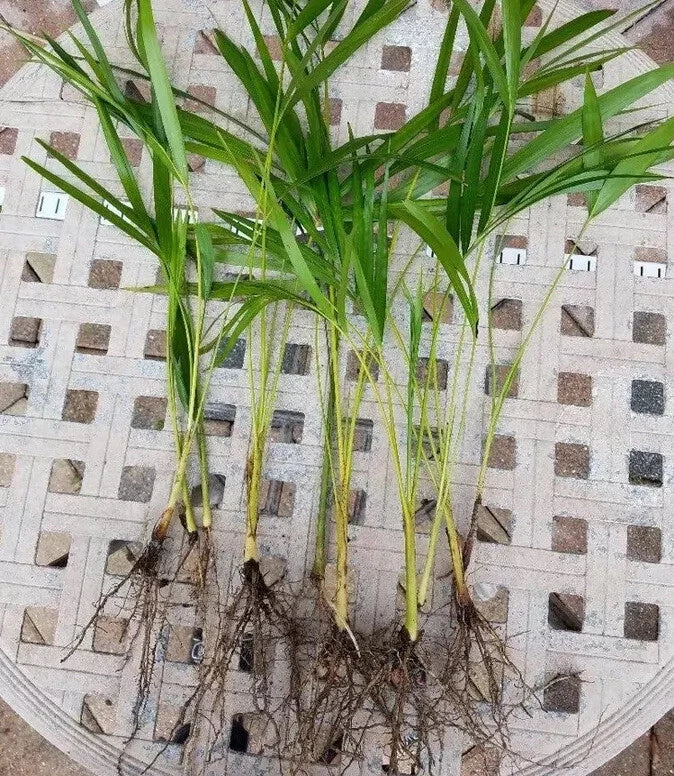 Areca Palm Starter Seedlings 8” Live Plants – Fully Rooted, Healthy (Dypsis lutescens)