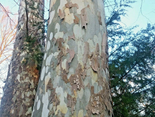 American Sycamore Seeds 150 Count Platanus occidentalis Buttonwood Tree