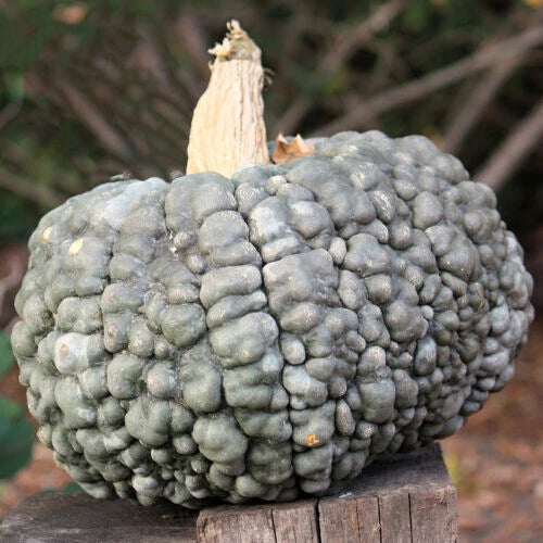 Marina Di Chioggia Squash Seeds - 25+ Heirloom Seeds for Garden Planting - Cucurbita maxima - Non-GMO