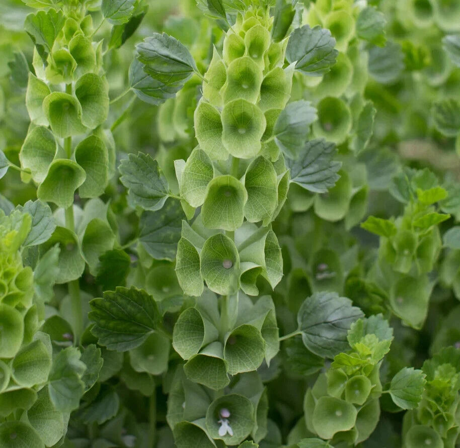 Bells of Ireland Seeds - 200+ Fragrant Annual Cutflower - Moluccella laevis - Ideal for Gardens and Floral Arrangements