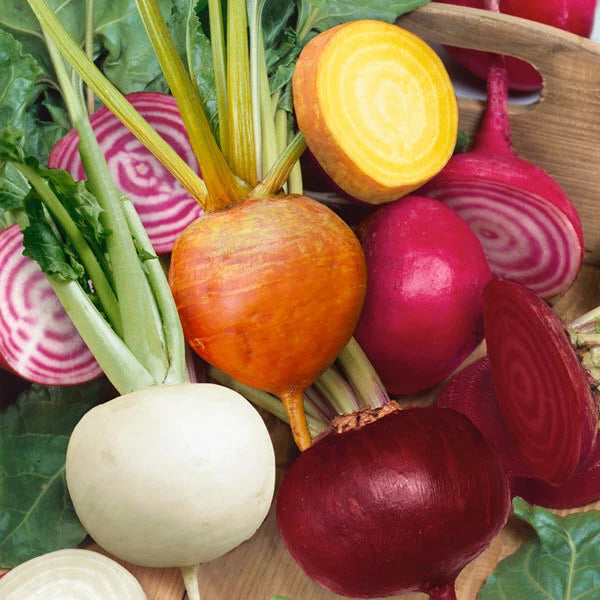 Rainbow Mix Beet Seeds, 4 Species, Detroit Dark Red, Golden, Chioggia, White, Beta vulgaris