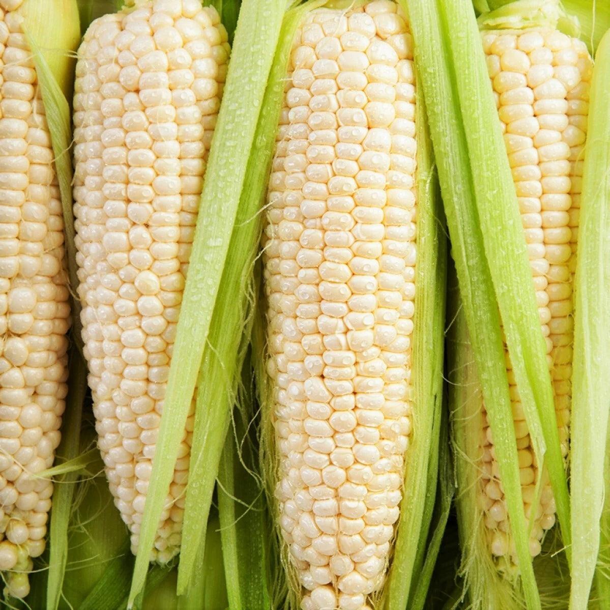 Bulk Silver Queen Sweet Corn Seeds - SU White TREATED SEED - Zea mays - Fast Shipping Available