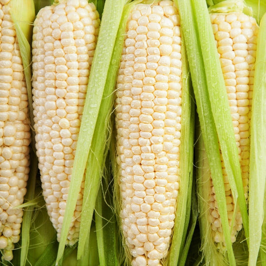 Bulk Silver Queen Sweet Corn Seeds - SU White TREATED SEED - Zea mays - Fast Shipping Available