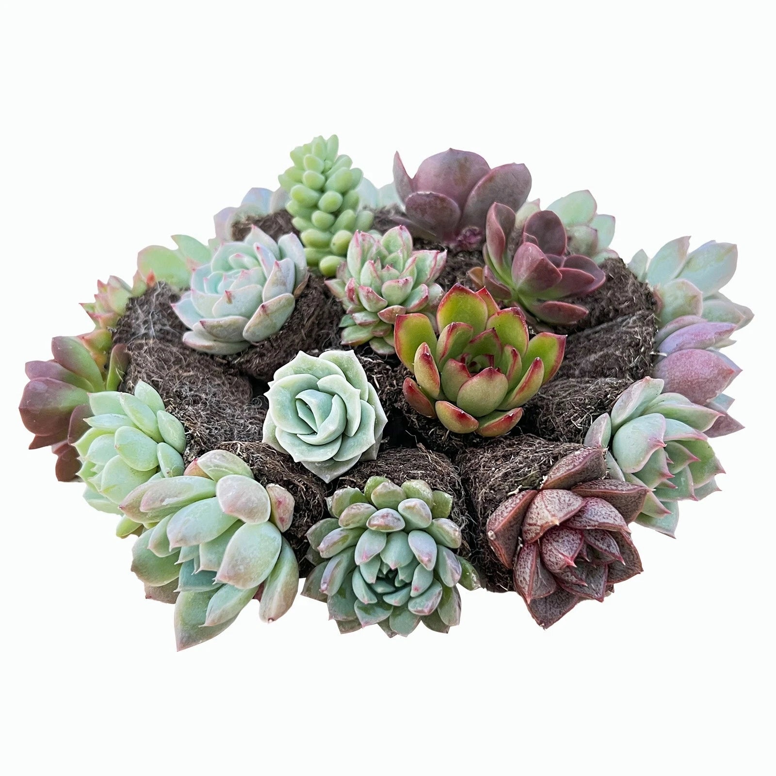 Assorted Succulent Plants Set of 10 Varieties - Live Succulents for Home Decor - No Planter Included