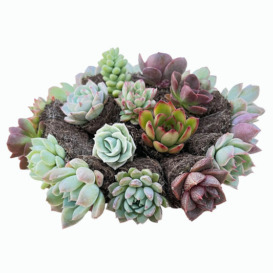 Assorted Succulent Plants Set of 10 Varieties - Live Succulents for Home Decor - No Planter Included