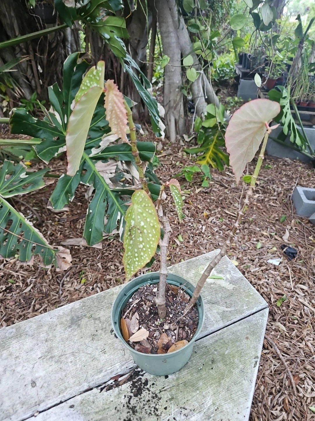 XL Angelwing Begonia Plant 5" Pot Spotted Polka Dot Begonia Maculata Wightii Live Houseplant