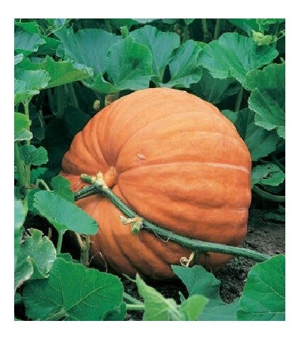 Big Max Giant Pumpkin Seeds - Heirloom Variety for Huge Prizewinners - Cucurbita maxima - 10 Seeds