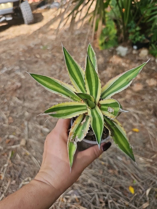 Agave Lophantha Quadricolor Succulent Plant in 3" Pot - Colorful Century Plant for Indoor/Outdoor Garden Decor